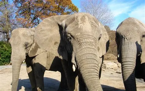 Roger Williams Park Zoo: More Than Just a Zoo? A Critical Look